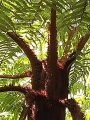 Cyathea squamipes