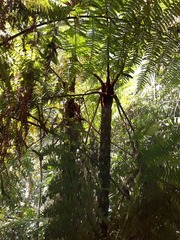 Cyathea squamipes