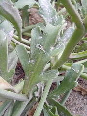 Cakile maritima integrifolia