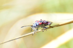 Anochrostomus formosus