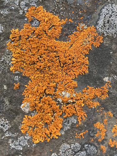 diskovník (Rusavskia)