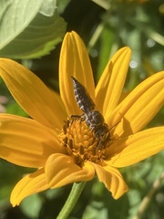 Coelioxys octodentatus