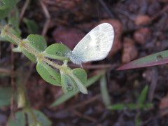 Eurema daira