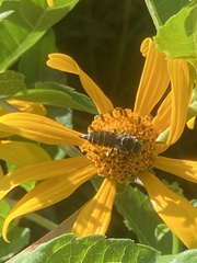 Coelioxys octodentatus