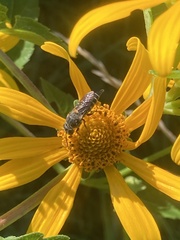 Coelioxys octodentatus