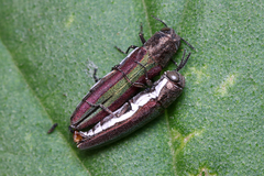 Agrilus rubrovittatus