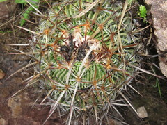 Echinofossulocactus tetraxiphus