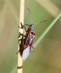 Anochrostomus formosus