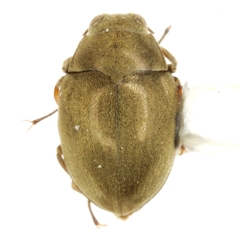 Lutrochus luteus