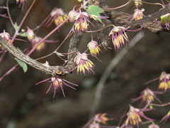 Thalictrum pringlei