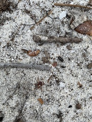 Amblyomma maculatum image