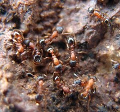 Leptothorax