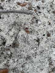 Amblyomma maculatum image