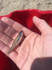 Cyprinella spiloptera