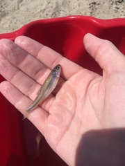 Cyprinella spiloptera