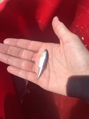 Cyprinella spiloptera