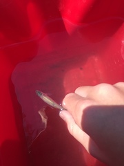 Cyprinella spiloptera