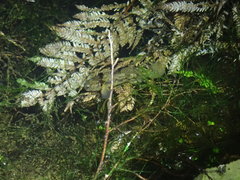 Gobiomorphus basalis