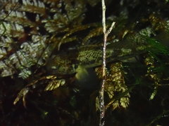 Gobiomorphus basalis