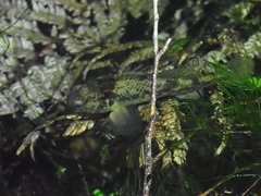 Gobiomorphus basalis