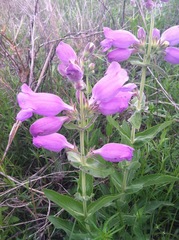 Penstemon cobaea