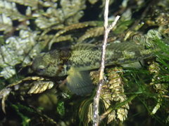 Gobiomorphus basalis