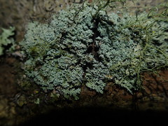 Heterodermia isidiophora