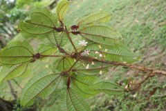 Miconia filiformis
