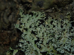 Heterodermia isidiophora