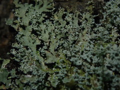 Heterodermia isidiophora