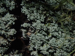 Heterodermia isidiophora