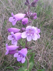 Penstemon cobaea