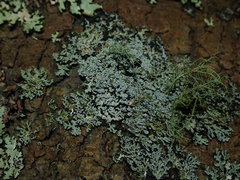 Heterodermia isidiophora