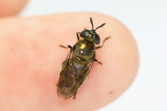 Microdon craigheadii