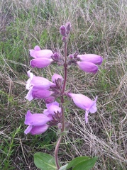 Penstemon cobaea