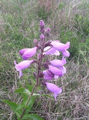 Penstemon cobaea