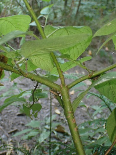 Palaipinė sedula nuotrauka