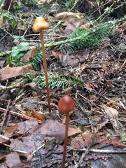 Conocybe pubescens