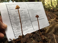 Conocybe pubescens