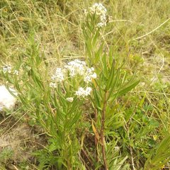 Asclepias mexicana