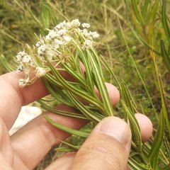 Asclepias mexicana