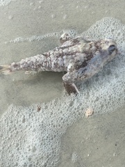 Ogcocephalus cubifrons