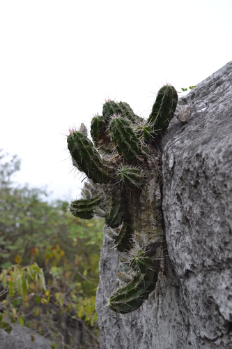 Echinocereus viereckii
