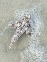 Ogcocephalus cubifrons