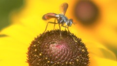 Cylindromyia bicolor