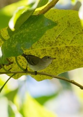 Lathrotriccus euleri