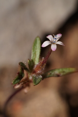 Collomia tracyi
