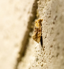 Cochylis bucera