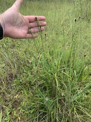 Xyris louisianica