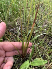Xyris louisianica